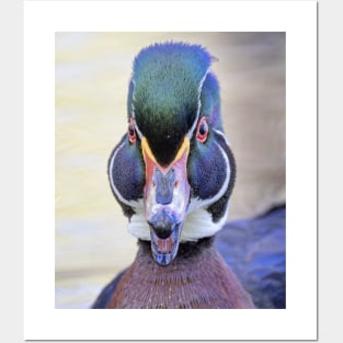 Wood duck closeup Posters and Art